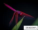 DRAGONFL anagram