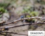DRAGONFL anagram