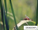 DRAGONFL anagram