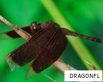 DRAGONFL anagram