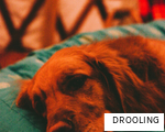 DROOLING anagram