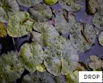 DROP anagram