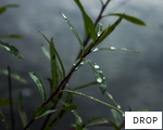 DROP anagram