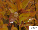 DROP anagram
