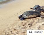 DRUDGERY anagram