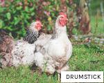 DRUMSTICK anagram