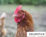 DRUMSTICK anagram