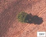 DRY anagram