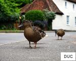 DUC anagram
