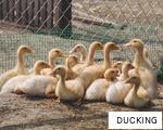 DUCKING anagram