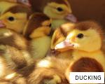 DUCKING anagram