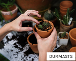 DURMASTS anagram