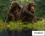 DYADIC anagram