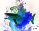 DYN anagram