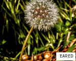 EARED anagram