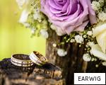 EARWIG anagram