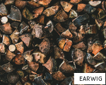 EARWIG anagram