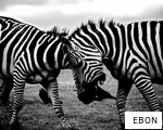 EBON anagram