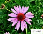 ECHINA anagram