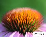 ECHINA anagram