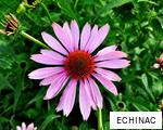 ECHINAC anagram