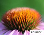 ECHINAC anagram