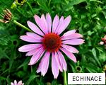 ECHINACE anagram