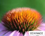 ECHINACE anagram