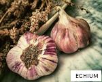 ECHIUM anagram