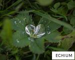 ECHIUM anagram