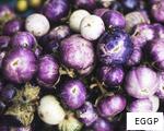 EGGP anagram