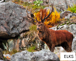ELKS anagram
