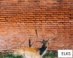 ELKS anagram