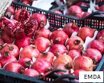 EMDA anagram