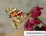ENDOGAMOUS anagram