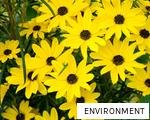 ENVIRONMENT anagram