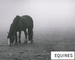 EQUINES anagram