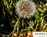 ERODED anagram