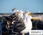 ERRATIC anagram