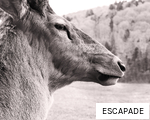 ESCAPADE anagram