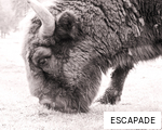 ESCAPADE anagram