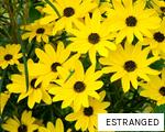 ESTRANGED anagram