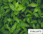 EVALUATE anagram