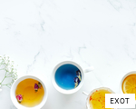 EXOT anagram
