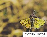 EXTERMINATOR anagram