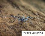 EXTERMINATOR anagram