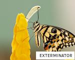 EXTERMINATOR anagram