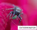 EXTERMINATOR anagram