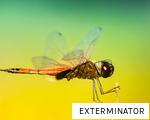 EXTERMINATOR anagram