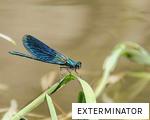 EXTERMINATOR anagram